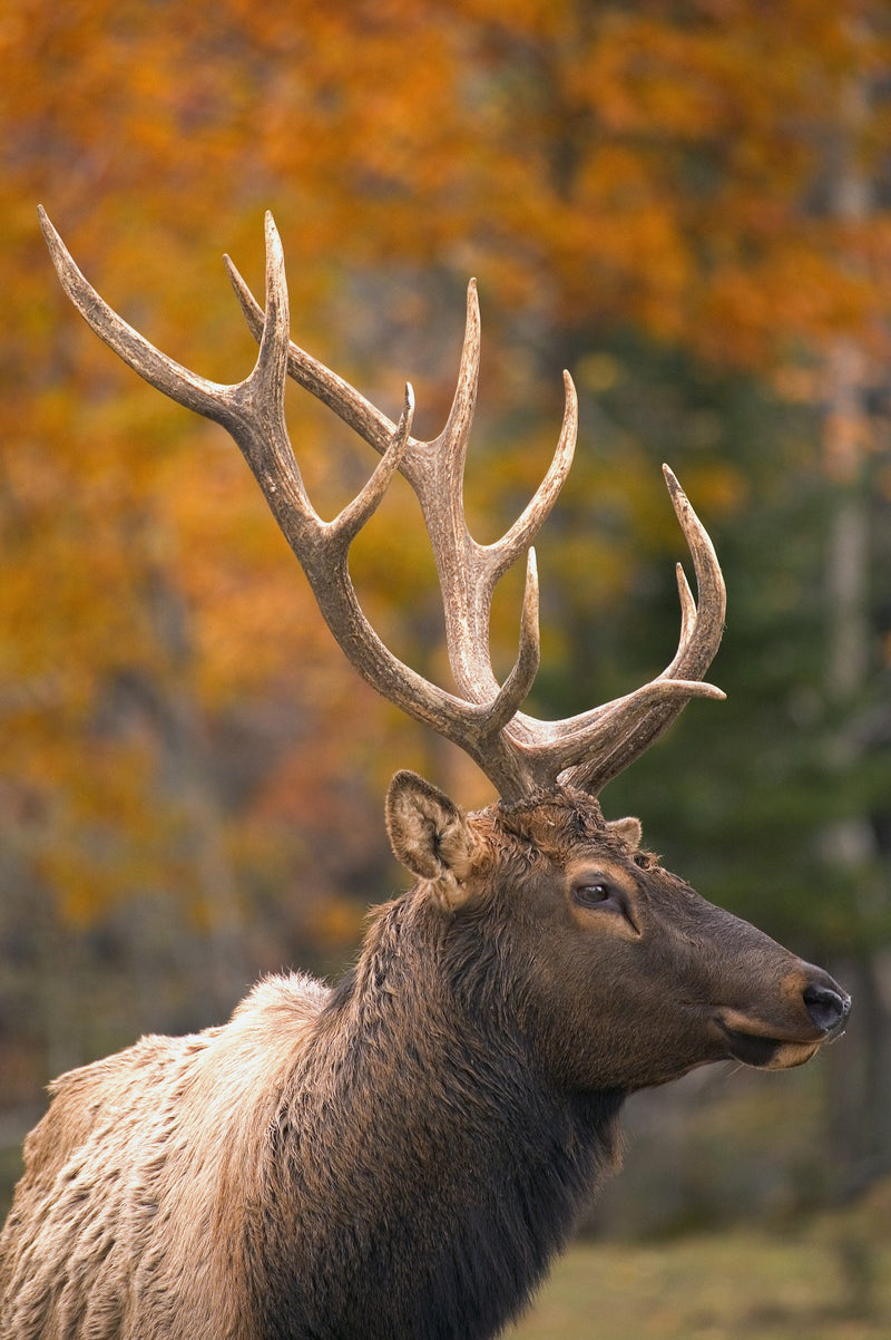 Bull Elk