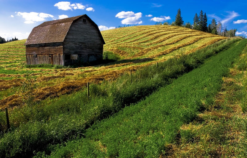 Old Barn In A Field