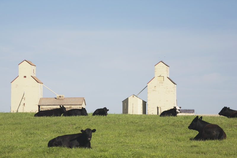 Cattle In A Field With Grain Elevators