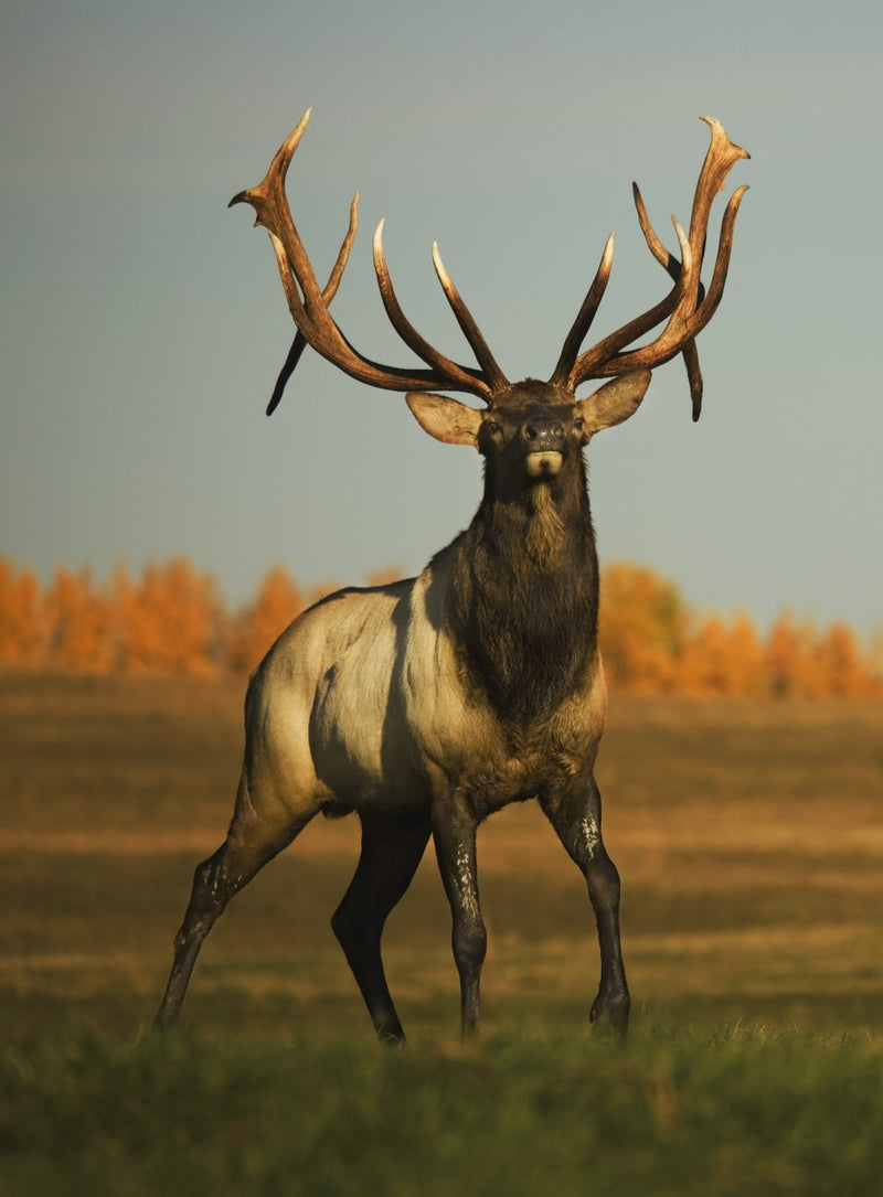 Elk (Cervus Canadensis)