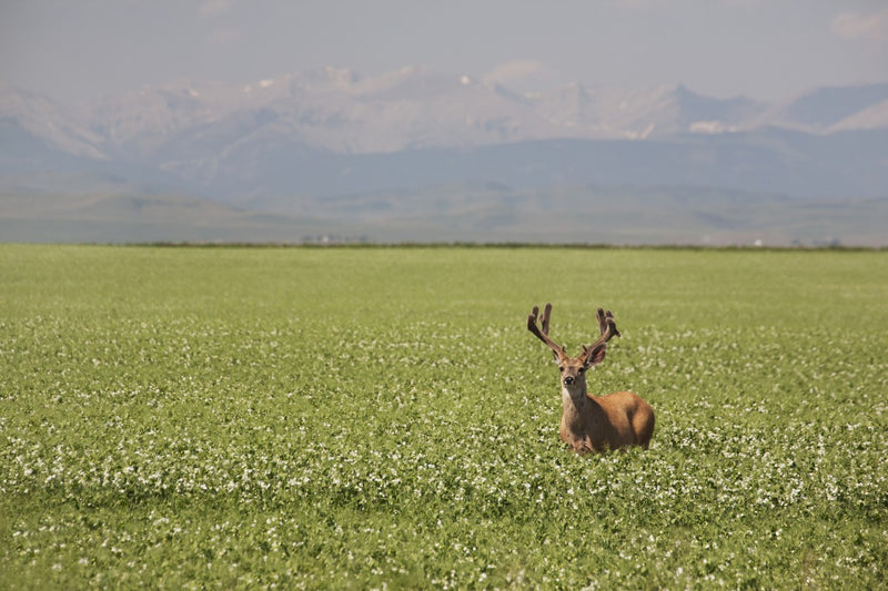 Male Deer With Antlers In A Flowering Pea Field