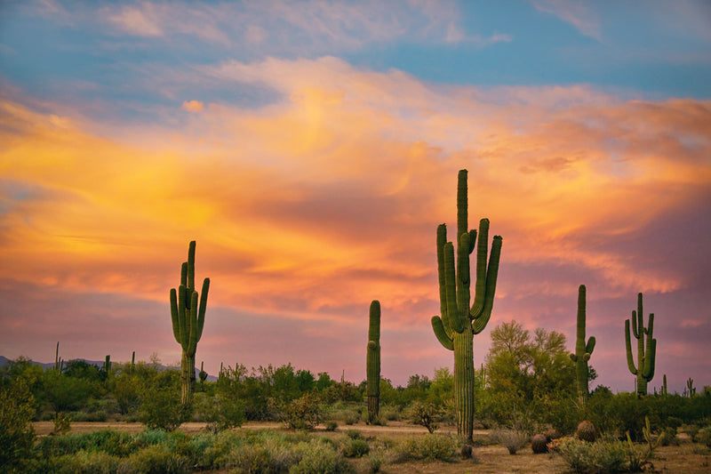 Saguaro Desert Life