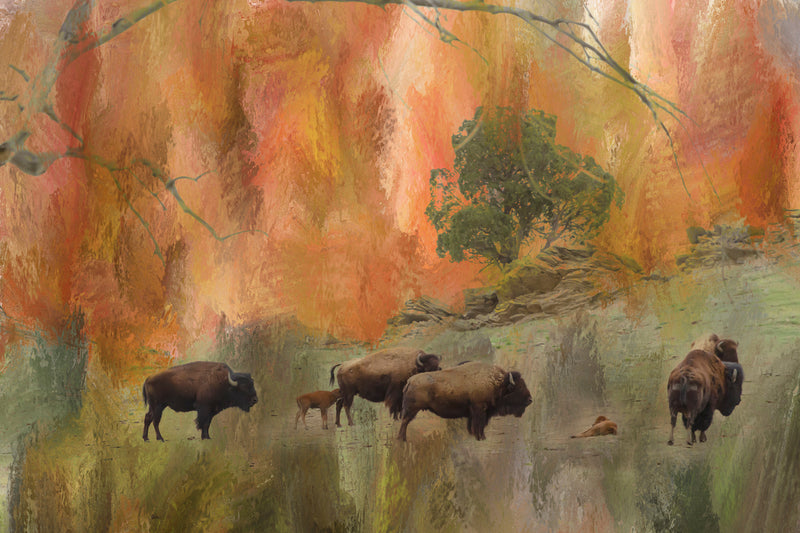 Springtime Bison Calves