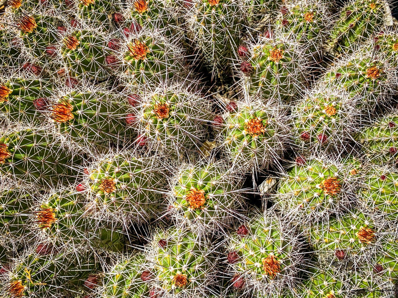 Cactus patch
