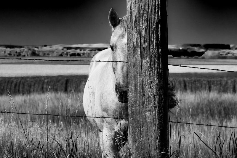 Sunny-Boy At Half Horsepower BW