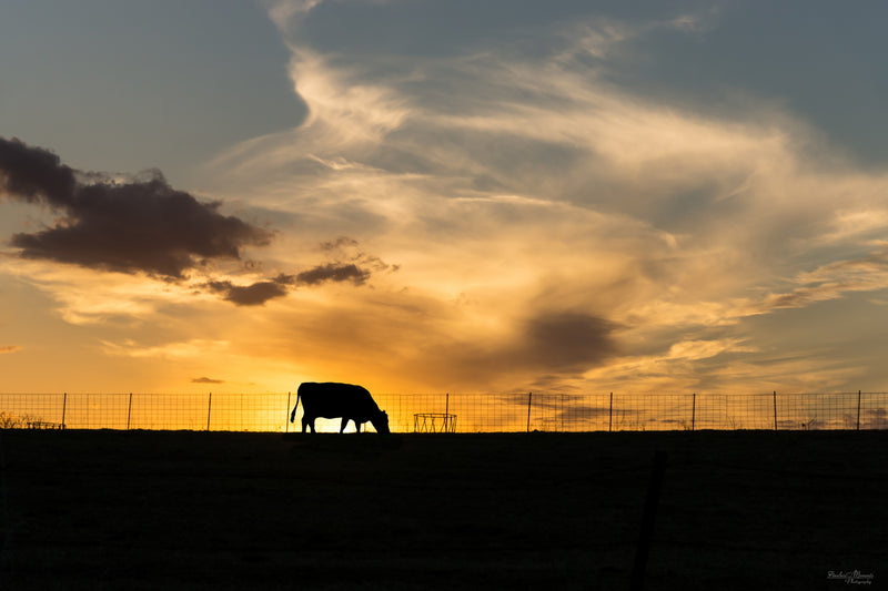 Cattle Sunset Silhouette