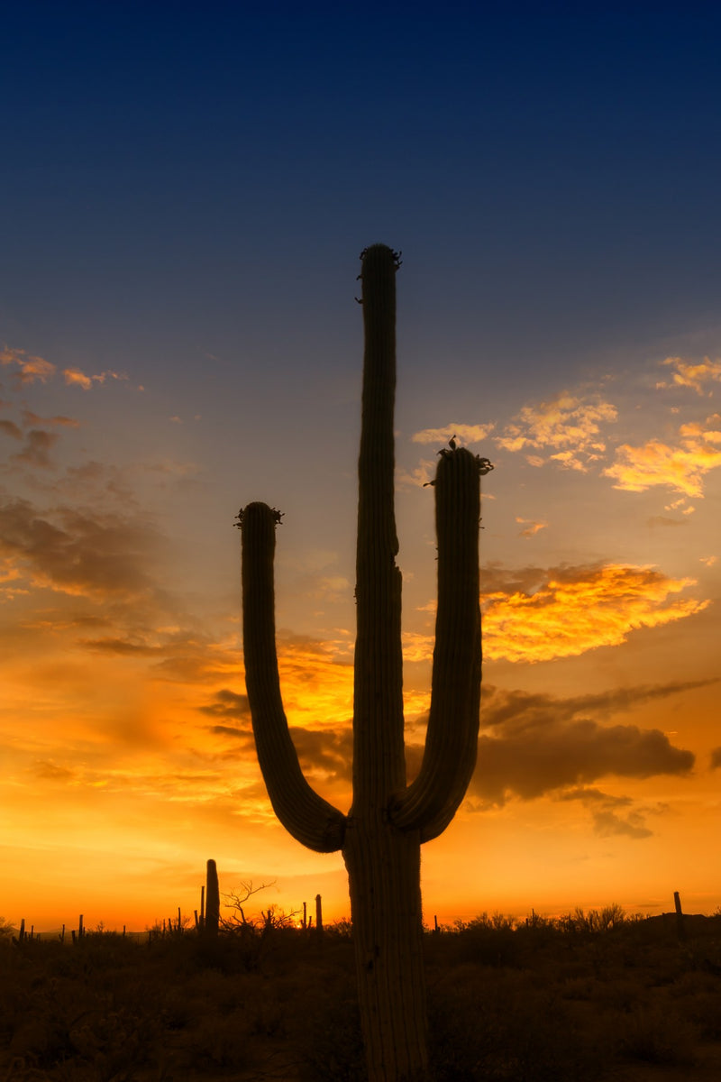 SAGUARO NATIONAL PARK Bright Sunset