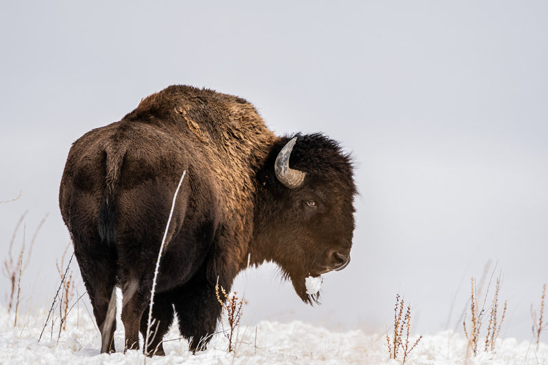 Bison in Snow