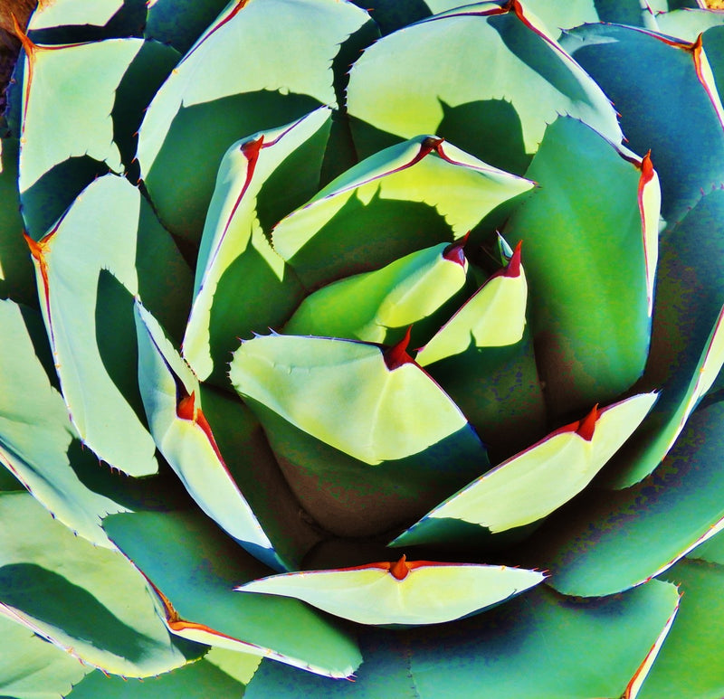 Succulent