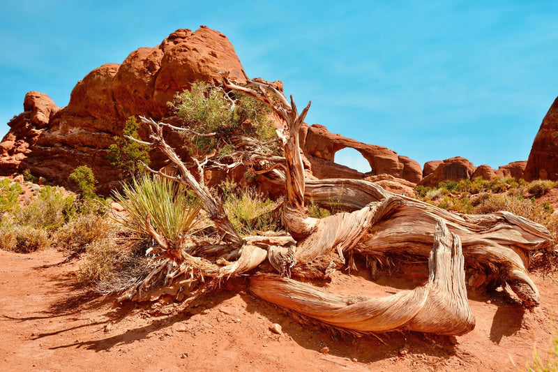 Petrified Tree Arches National Park Utah