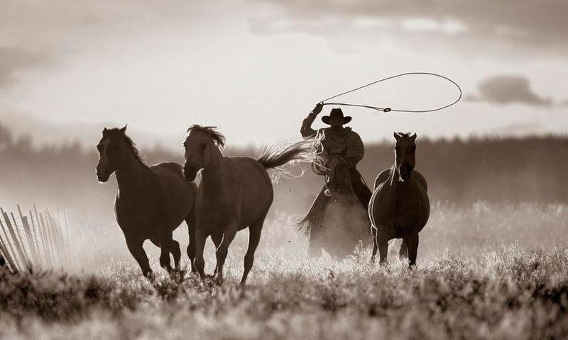 Cowboy Lassoing Horses