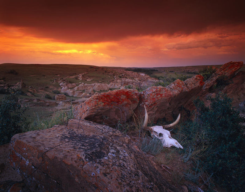 Cow Skull With Large Rocks In Field With Sunset