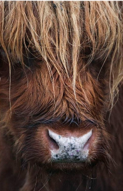 Closeup of hairy Scottish Highland Cattle