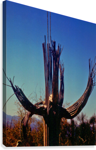 prickly pear cactus skeleton for sale Saguaro Cactus Skeleton – Rustics for Less