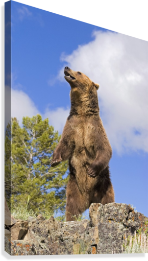Bear Alpha Bear and Whitey | Metal Print