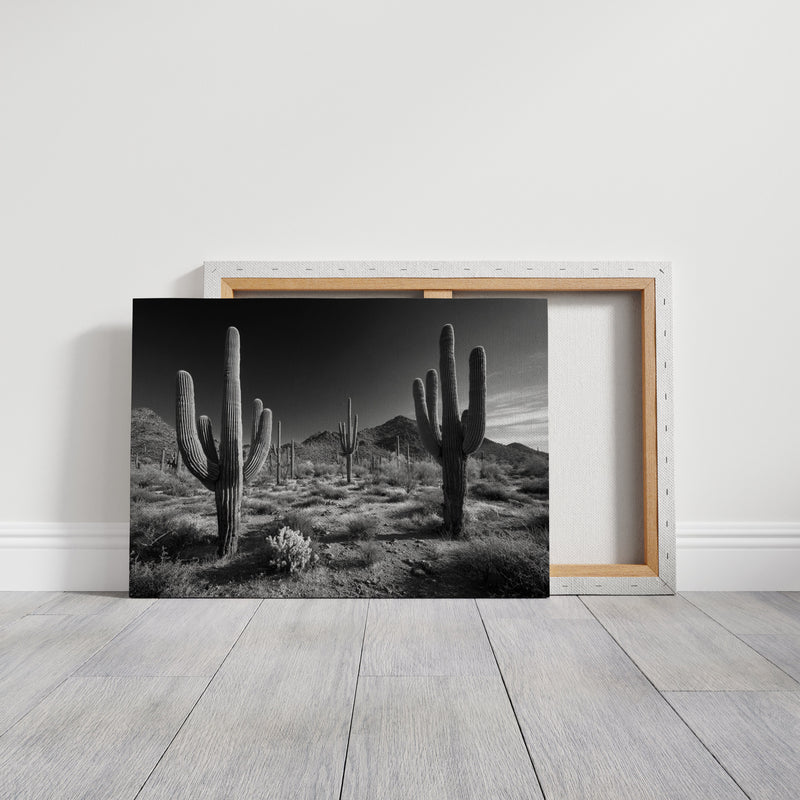 Sentinels of the Sonoran