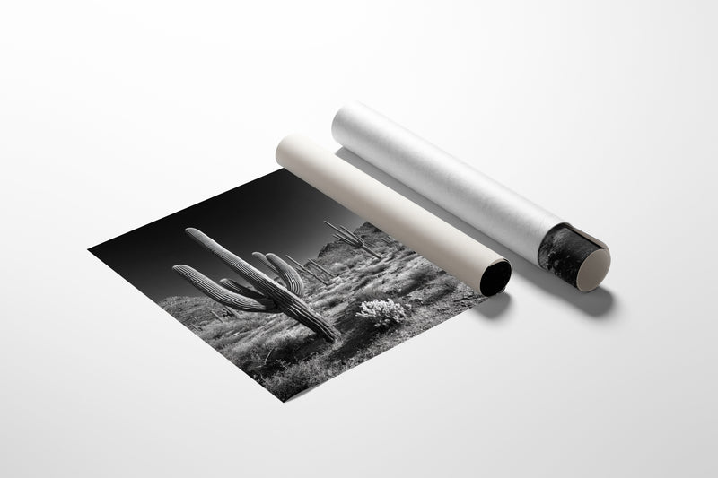 Sentinels of the Sonoran