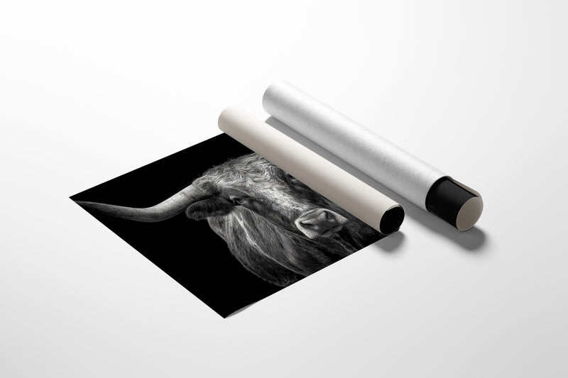 The Monarch of Texas