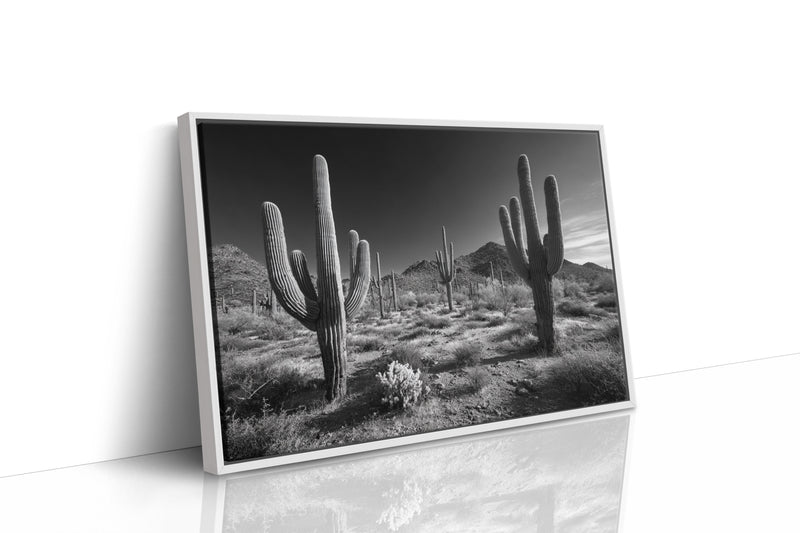 Sentinels of the Sonoran