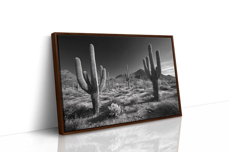 Sentinels of the Sonoran