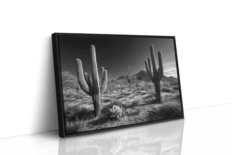 Sentinels of the Sonoran