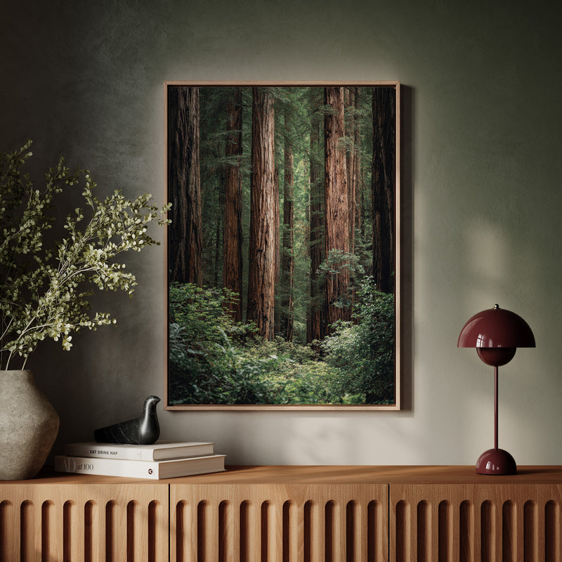 Beneath Ancient Canopy