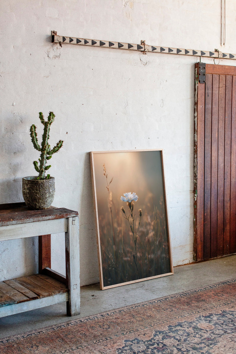 A Single Bloom In Sunrise's Embrace