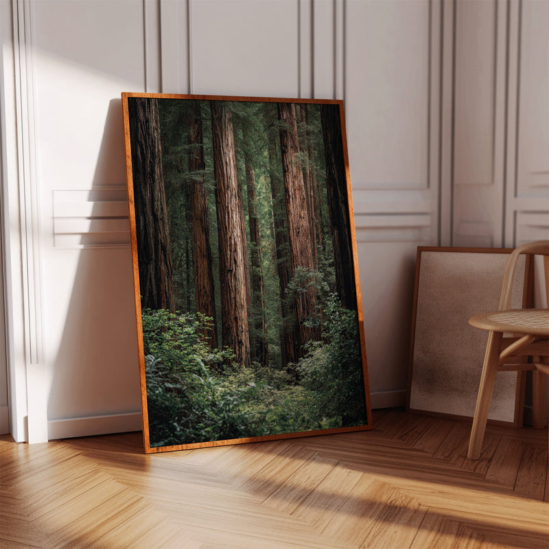 Beneath Ancient Canopy