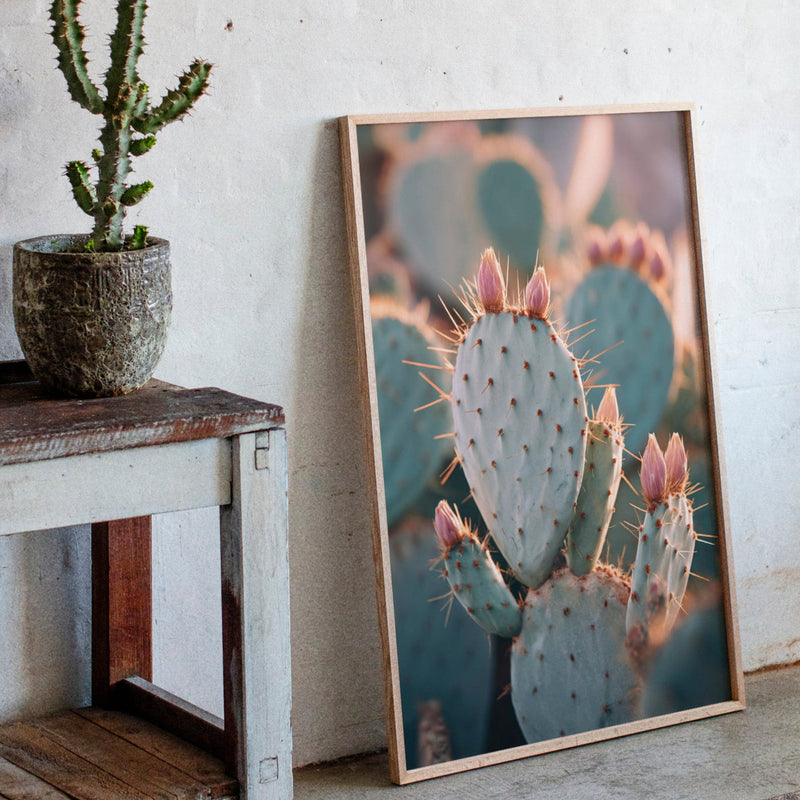 Cacti Embrace the Golden Dawn