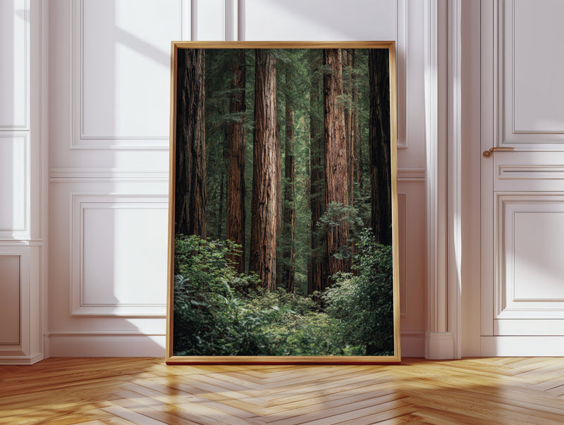 Beneath Ancient Canopy