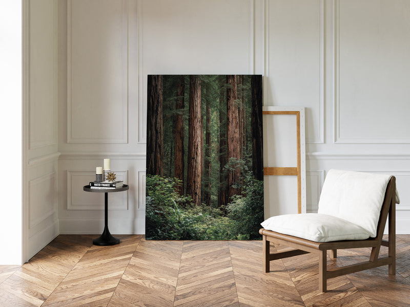 Beneath Ancient Canopy