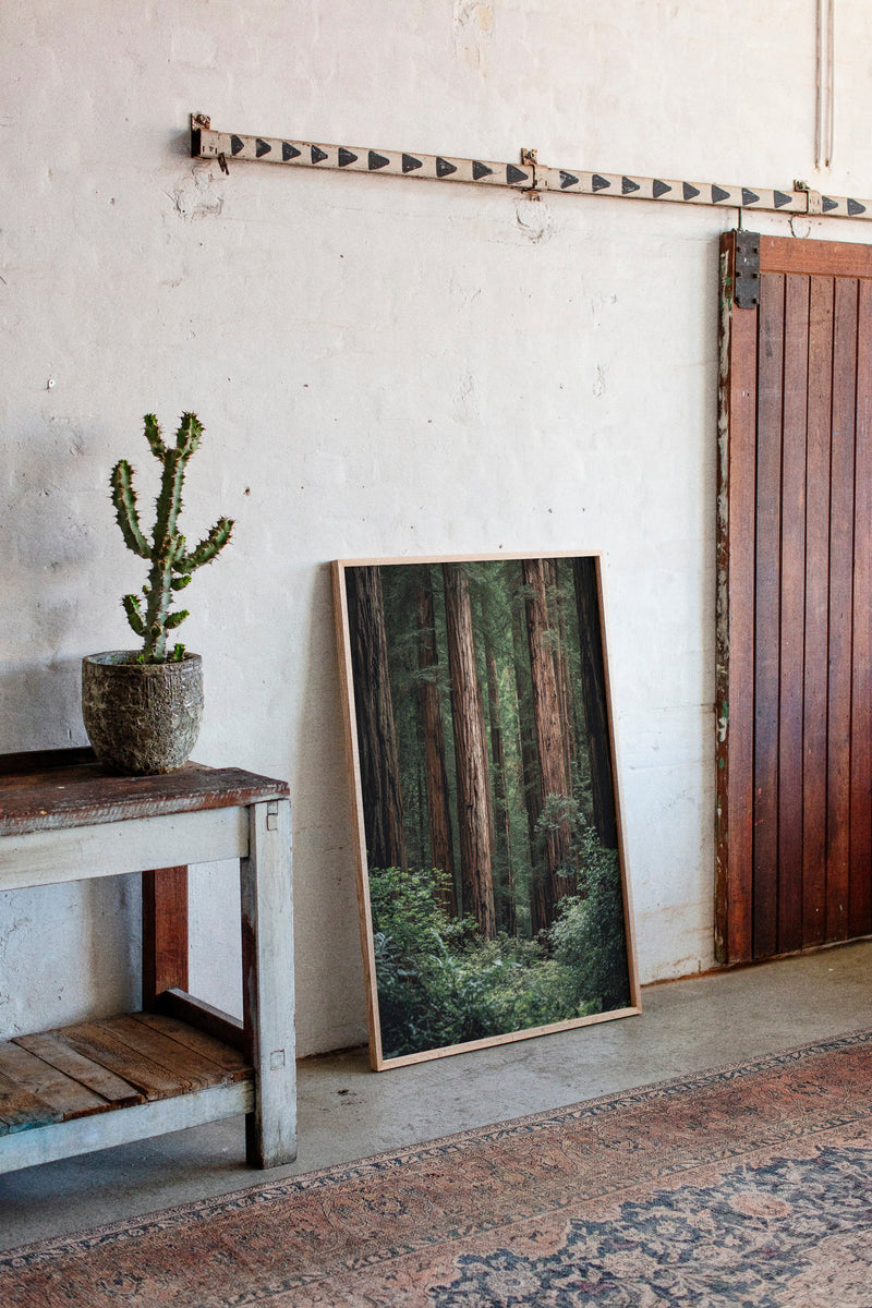 Beneath Ancient Canopy