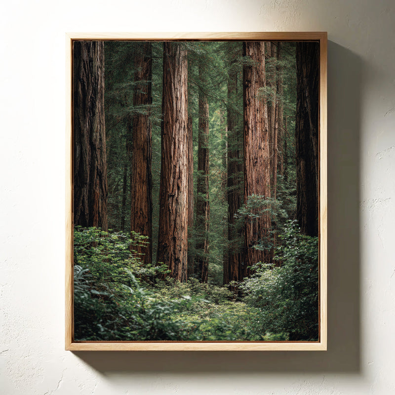 Beneath Ancient Canopy