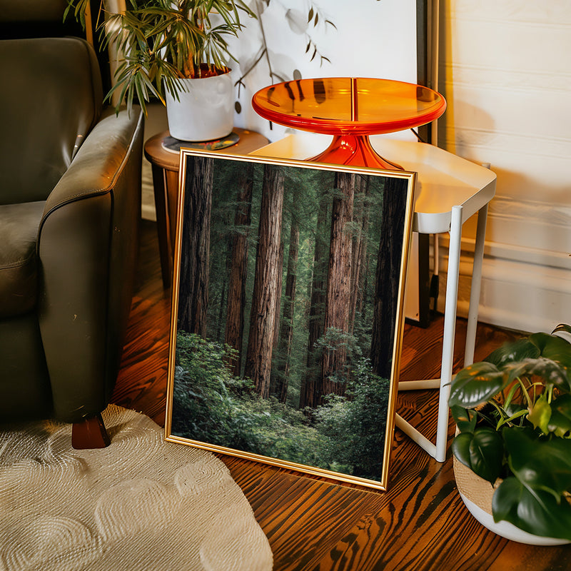 Beneath Ancient Canopy