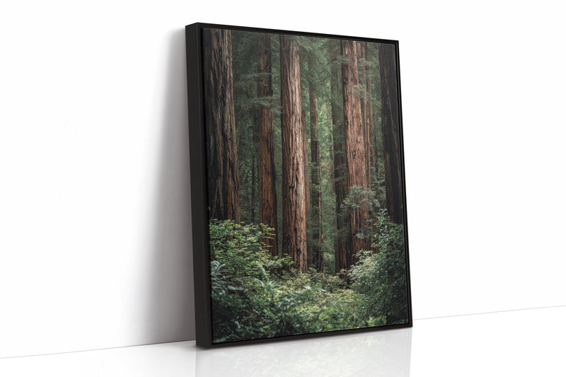 Beneath Ancient Canopy