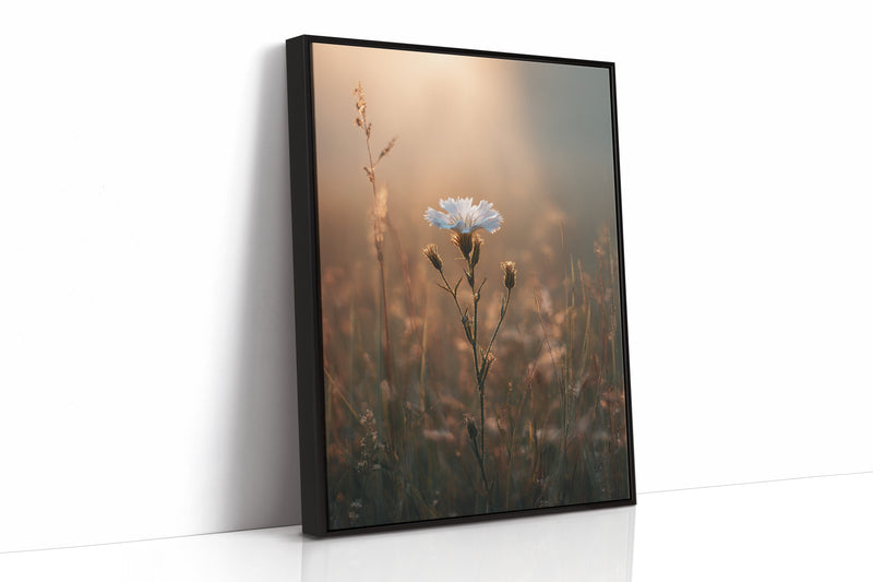 A Single Bloom In Sunrise's Embrace