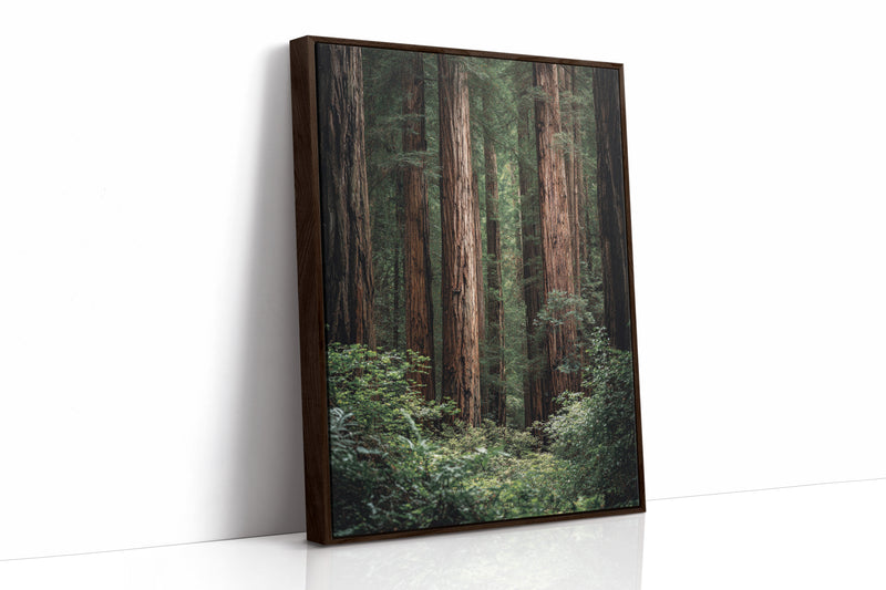 Beneath Ancient Canopy