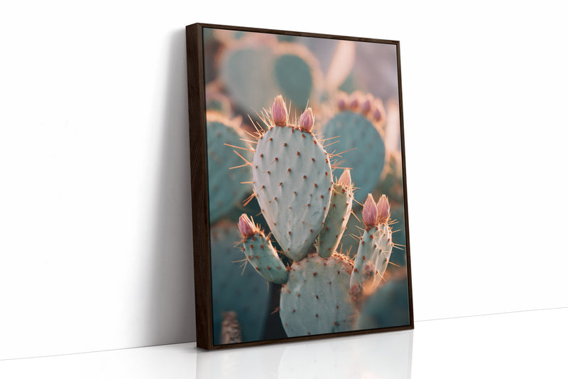 Cacti Embrace the Golden Dawn