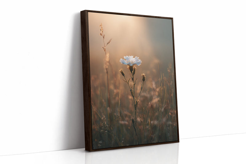 A Single Bloom In Sunrise's Embrace