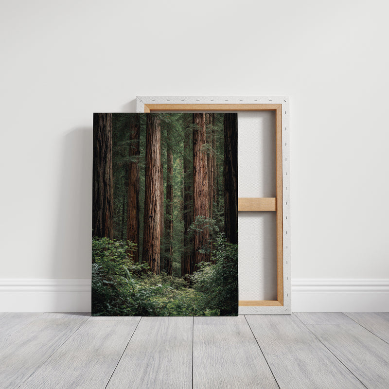 Beneath Ancient Canopy