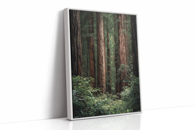 Beneath Ancient Canopy