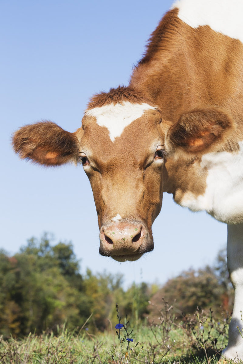 Guernsey dairy cow