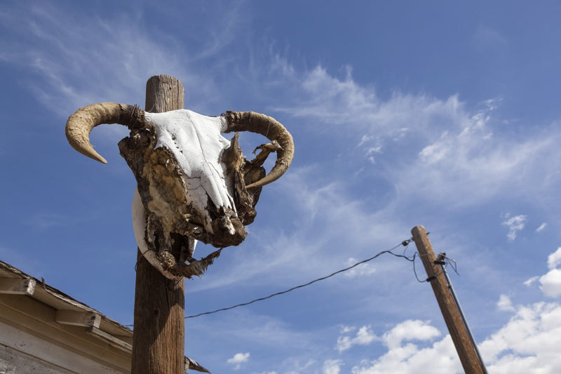 A sheep skull on Route 66