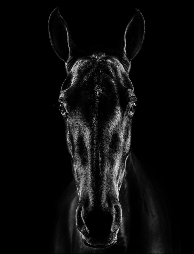 The Horse in Noir