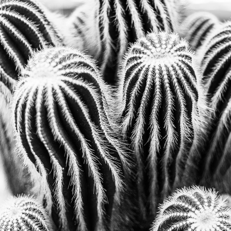 San Pedro Cactus Black and White