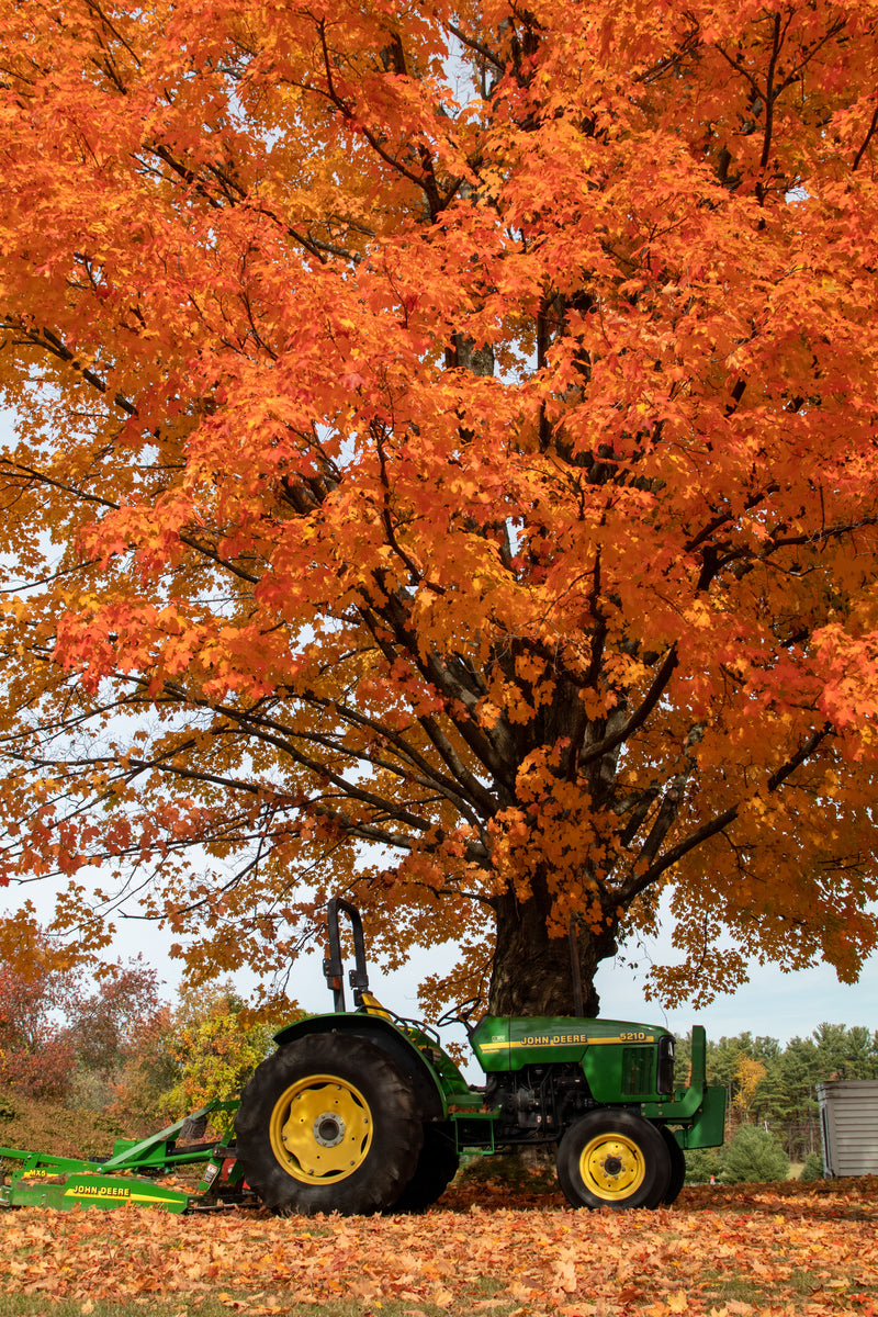 Green Tractor against a Maple in Orange