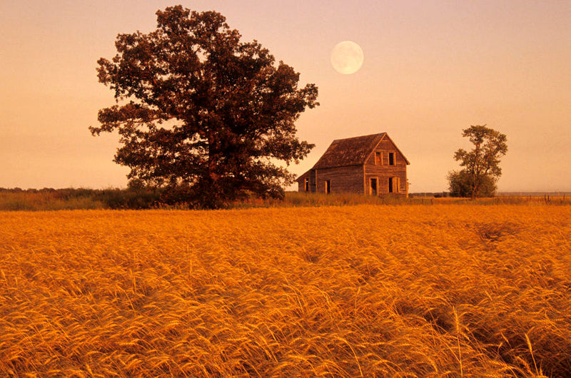 Mature Winter Wheat With Old House And Oak Tree In The Background